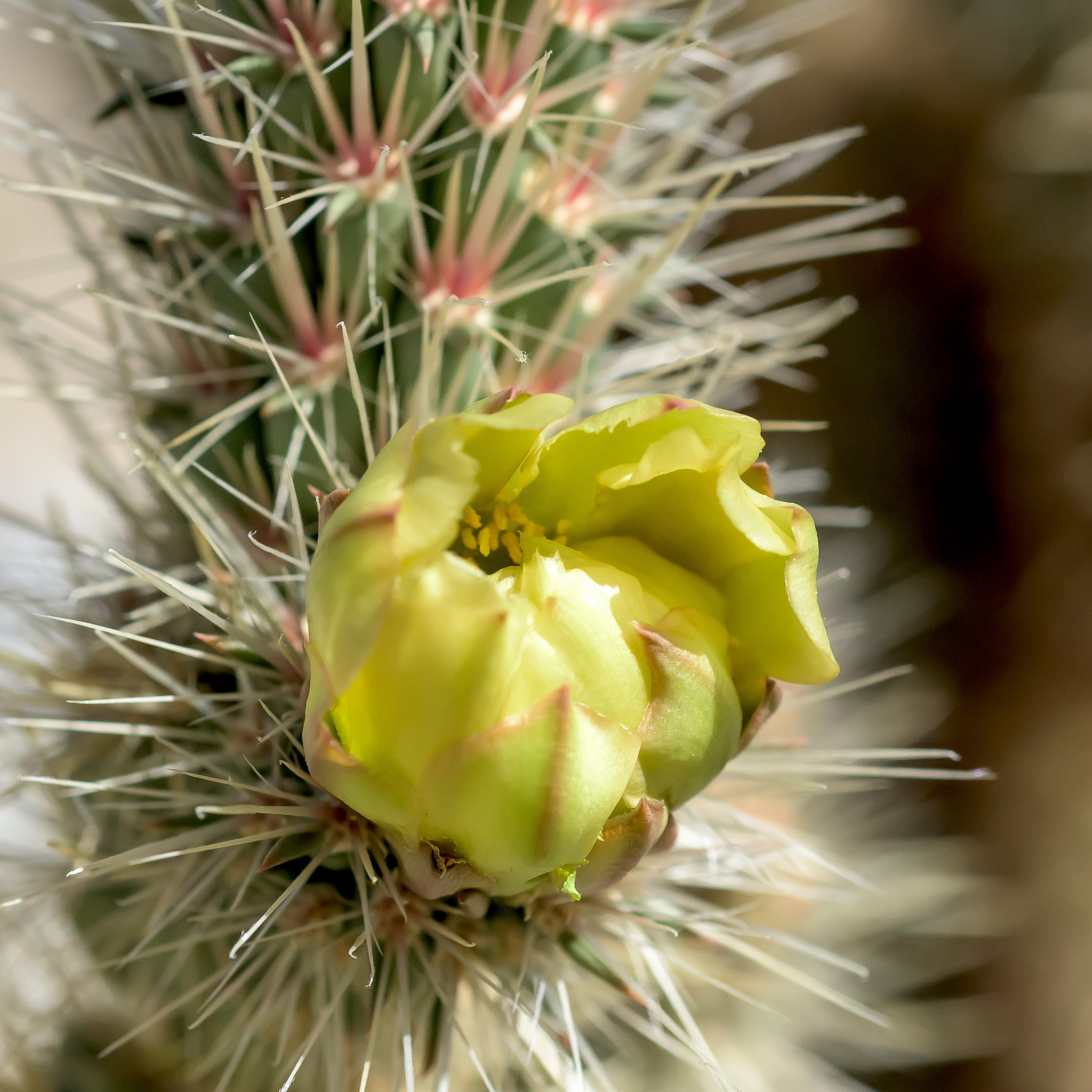 Nikon AF Micro-Nikkor 60mm F2.8D sample photo. Cactus photography