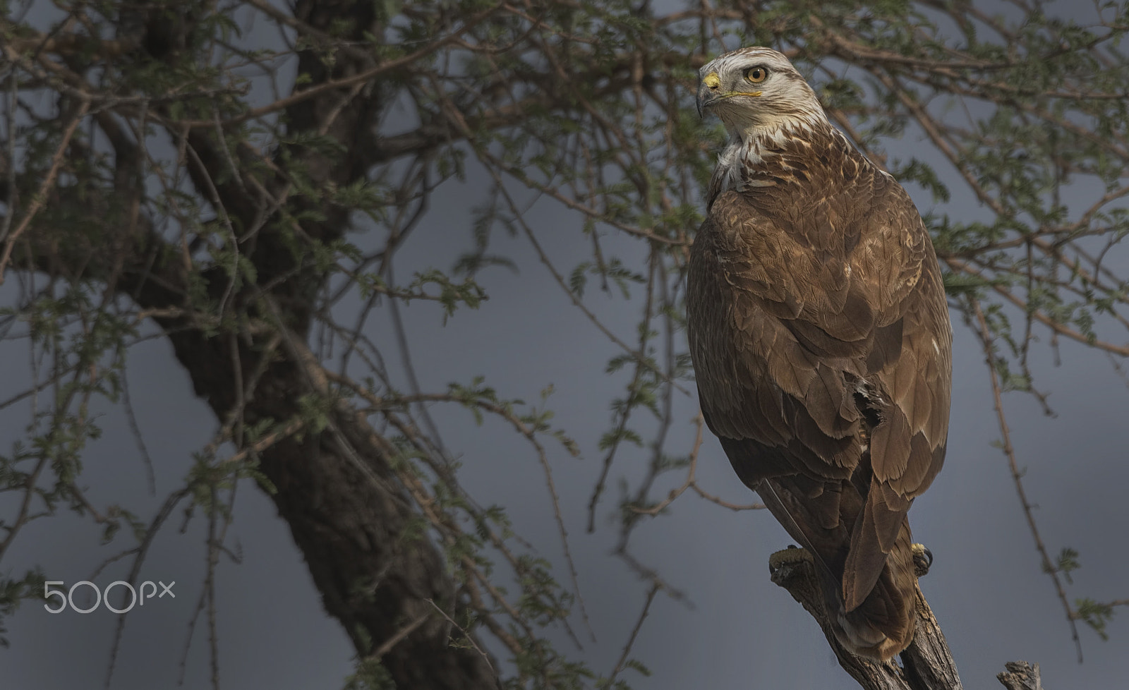 Nikon D750 + Nikon AF-S Nikkor 500mm F4G ED VR sample photo. Long legged buzzard photography