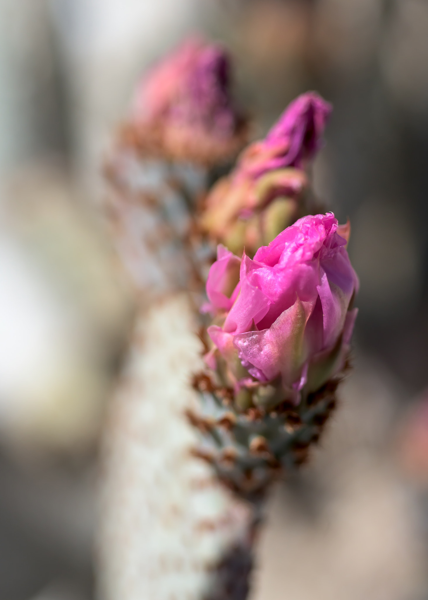 Nikon AF Micro-Nikkor 60mm F2.8D sample photo. Cactus bloom photography