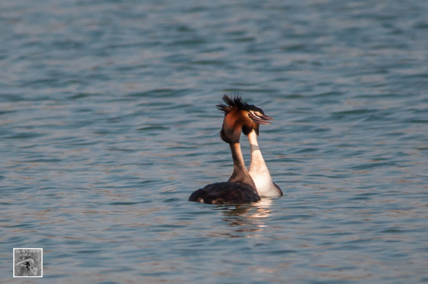 Sigma 150-500mm F5-6.3 DG OS HSM sample photo. Wasservögel/waterbyrds photography