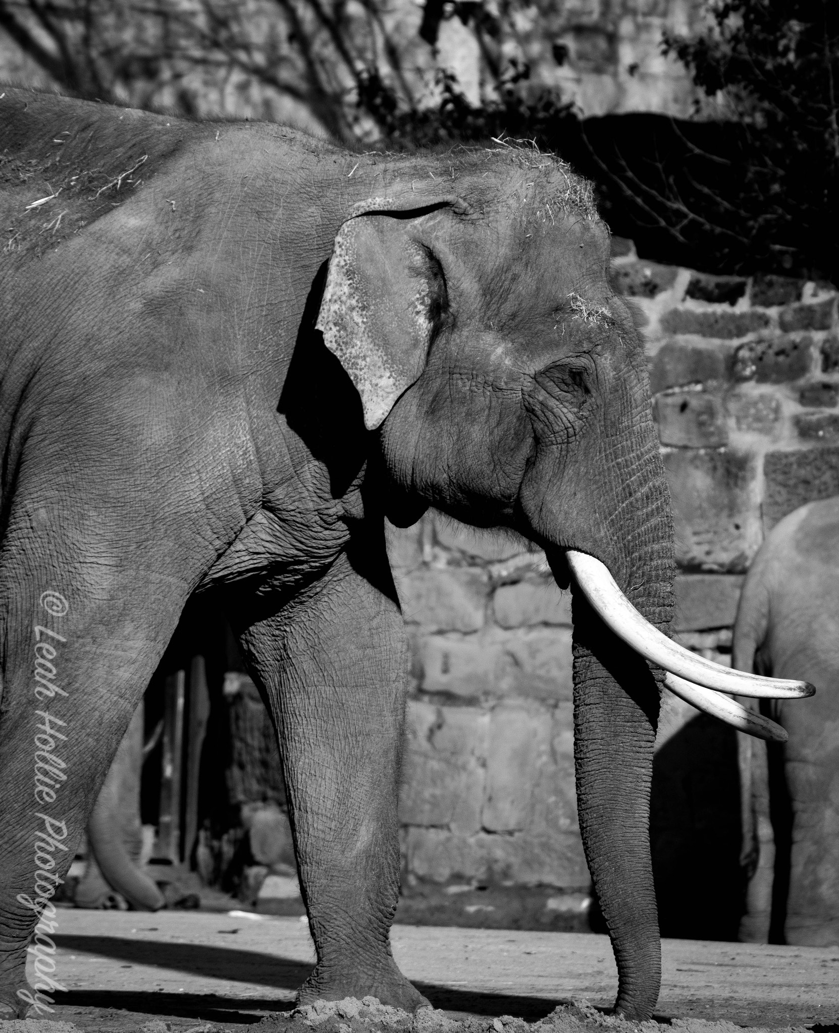 Sigma 70-300mm F4-5.6 APO DG Macro sample photo. Elephant photography
