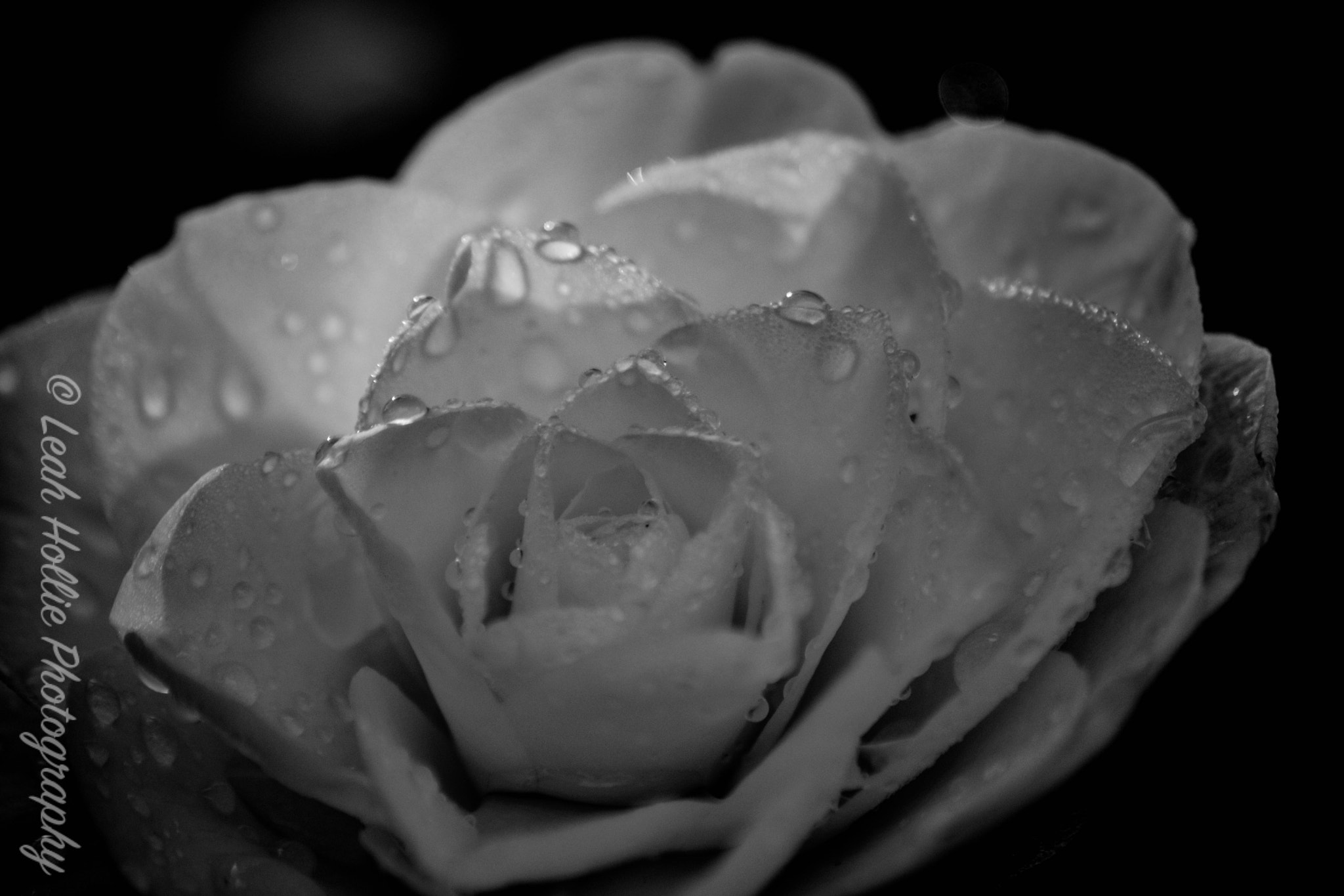 Sigma 70-300mm F4-5.6 APO DG Macro sample photo. Flower photography