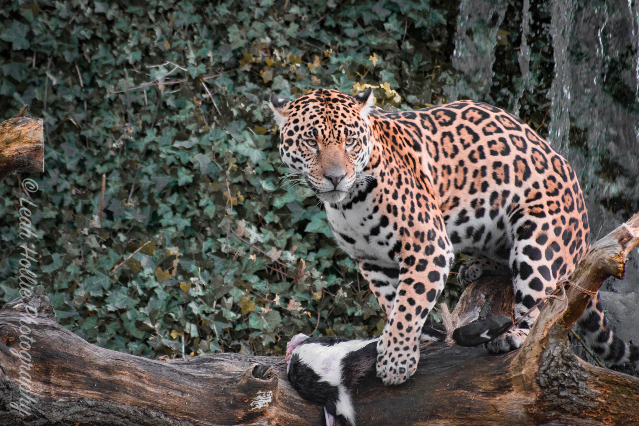 Sigma 70-300mm F4-5.6 APO DG Macro sample photo. Jaguar photography