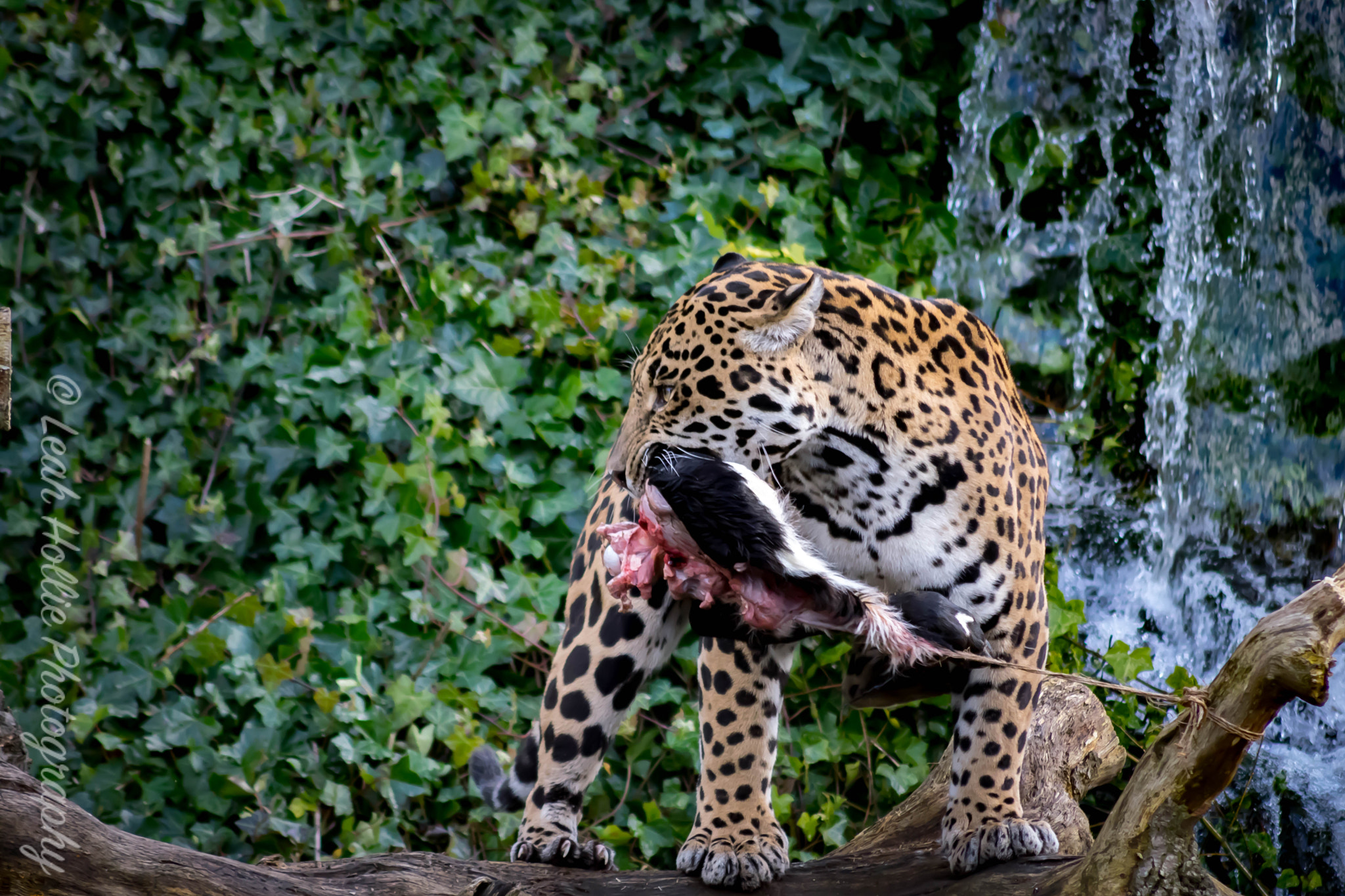 Sigma 70-300mm F4-5.6 APO DG Macro sample photo. Jaguar eating photography