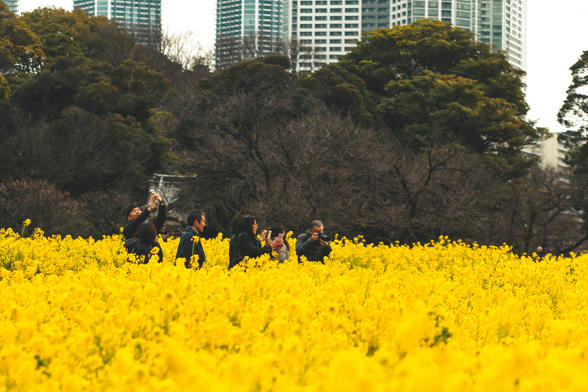 Canon EOS 60D + Canon EF 85mm F1.8 USM sample photo. Swarmed by yellowish photography