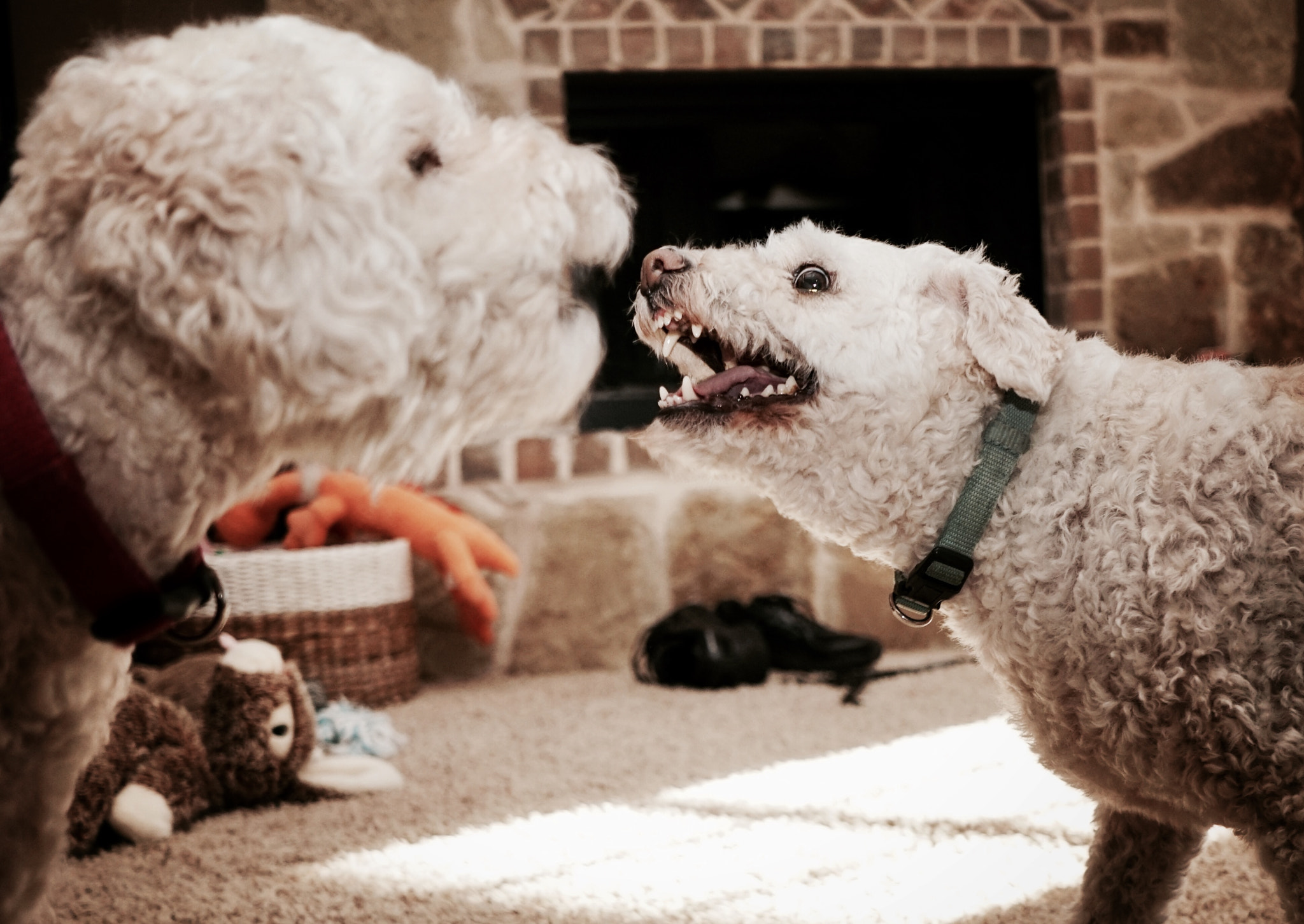 Sony a6300 + Sony E 20mm F2.8 sample photo. Snarly hounds photography