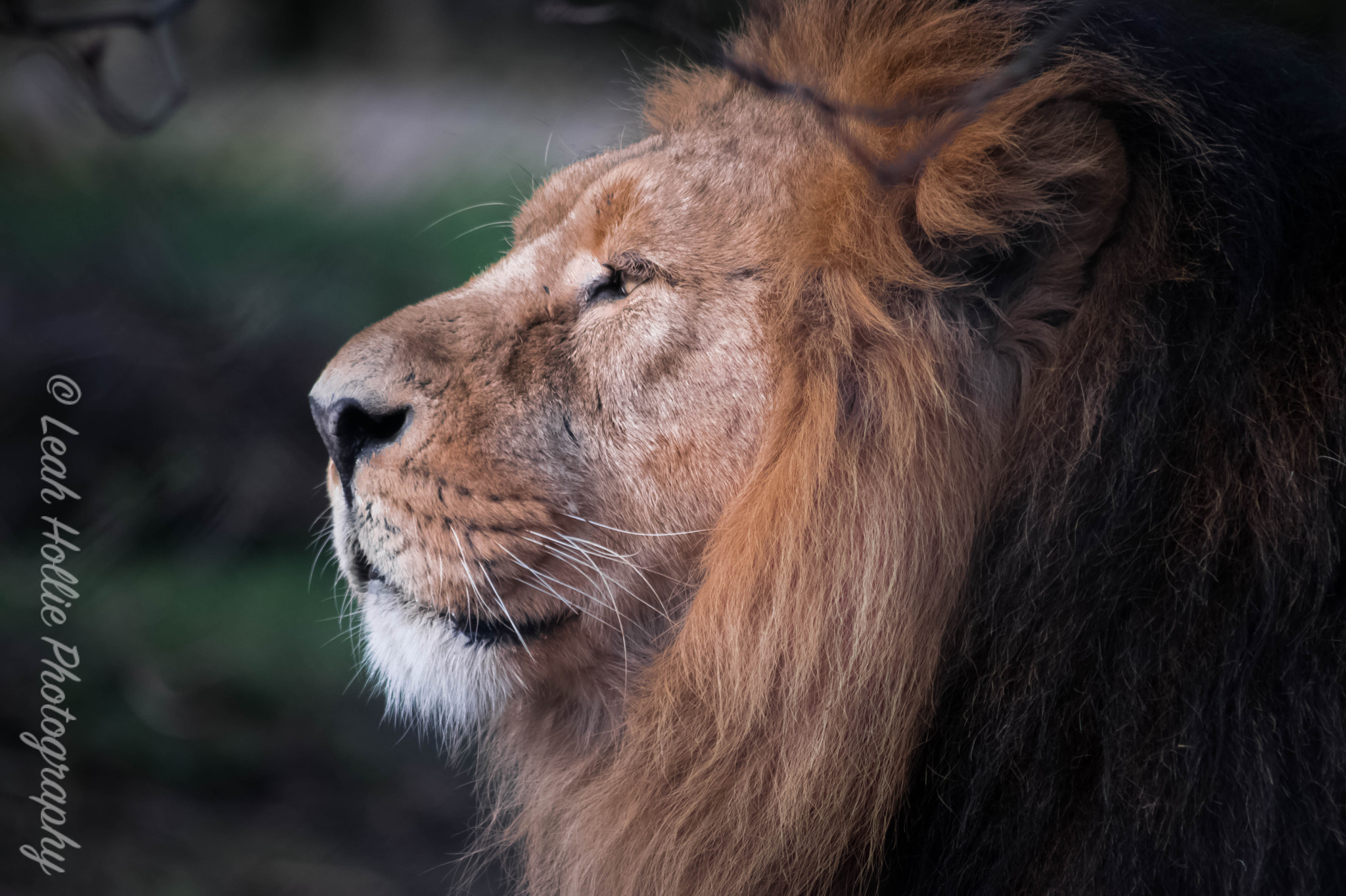 Nikon D3300 + Sigma 70-300mm F4-5.6 APO DG Macro sample photo. Lion photography