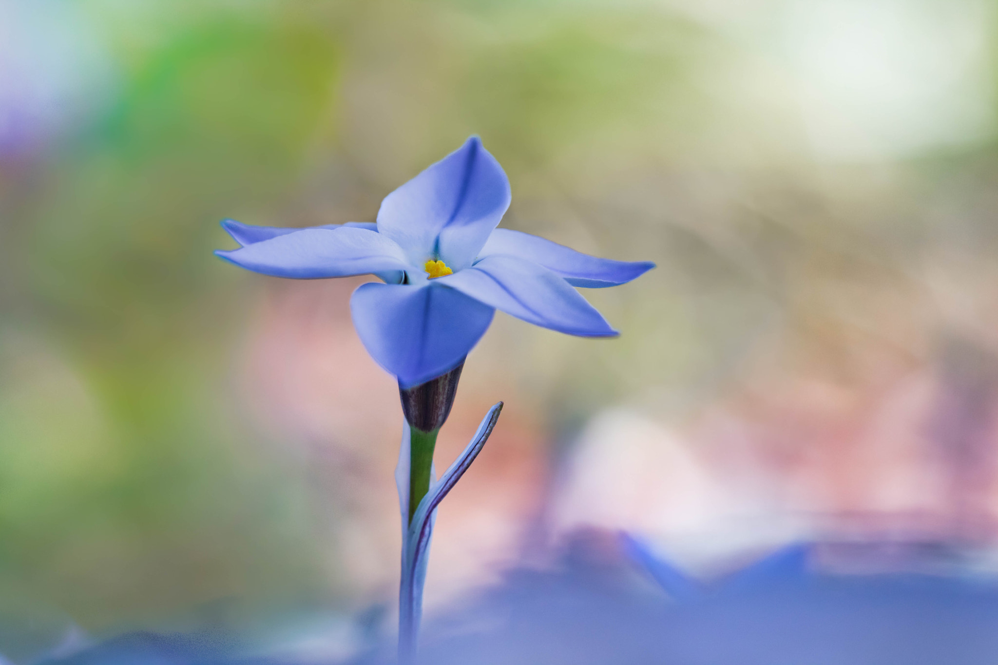 Canon EF 100mm F2.8L Macro IS USM sample photo. A day dream photography