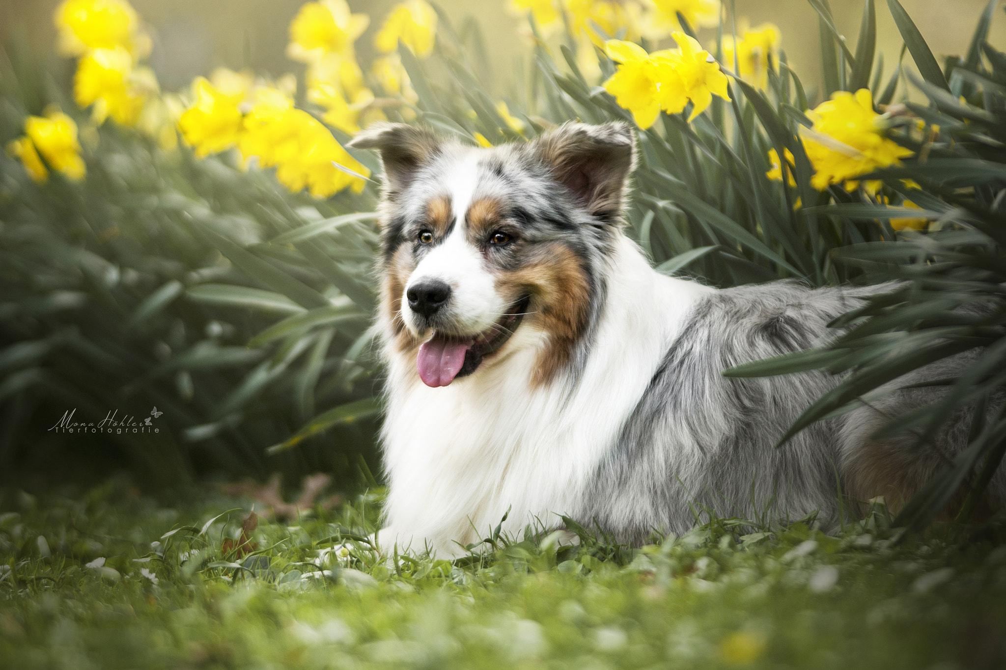 Nikon D3 + Nikon AF Nikkor 180mm F2.8D ED-IF sample photo. Spring photography