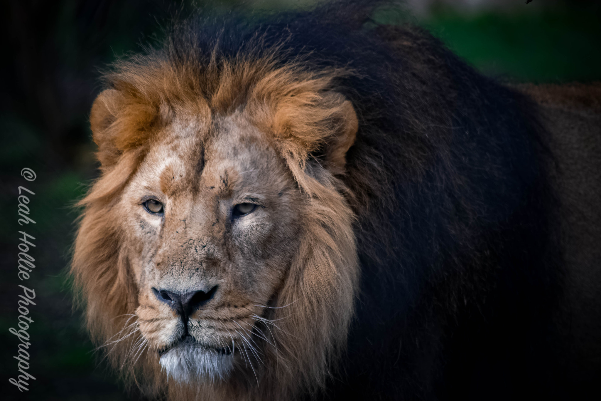 Nikon D3300 + Sigma 70-300mm F4-5.6 APO DG Macro sample photo. Lion 2.0 photography