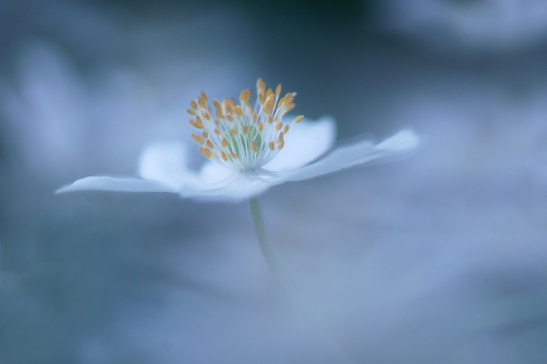 Sony ILCA-77M2 + Tamron SP AF 90mm F2.8 Di Macro sample photo. Feeling blue photography