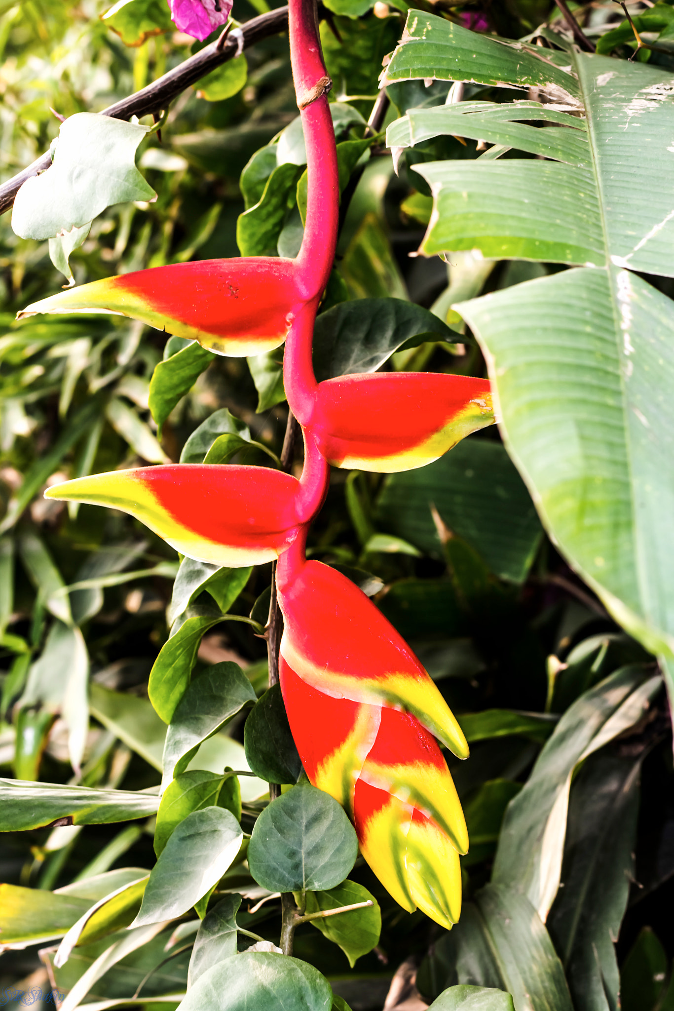 Canon EOS 700D (EOS Rebel T5i / EOS Kiss X7i) sample photo. Flower-02 photography