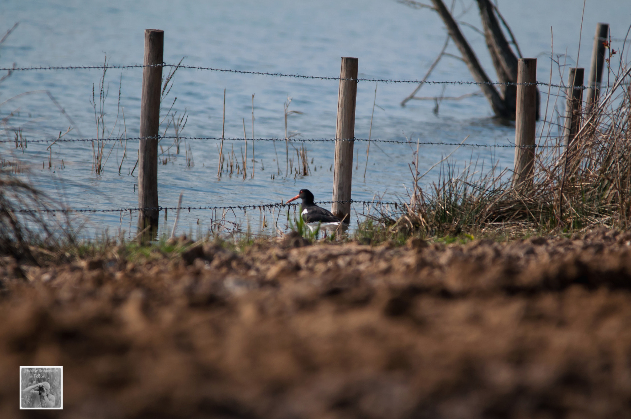 Sigma 150-500mm F5-6.3 DG OS HSM sample photo. Wasservögel/waterbyrds photography