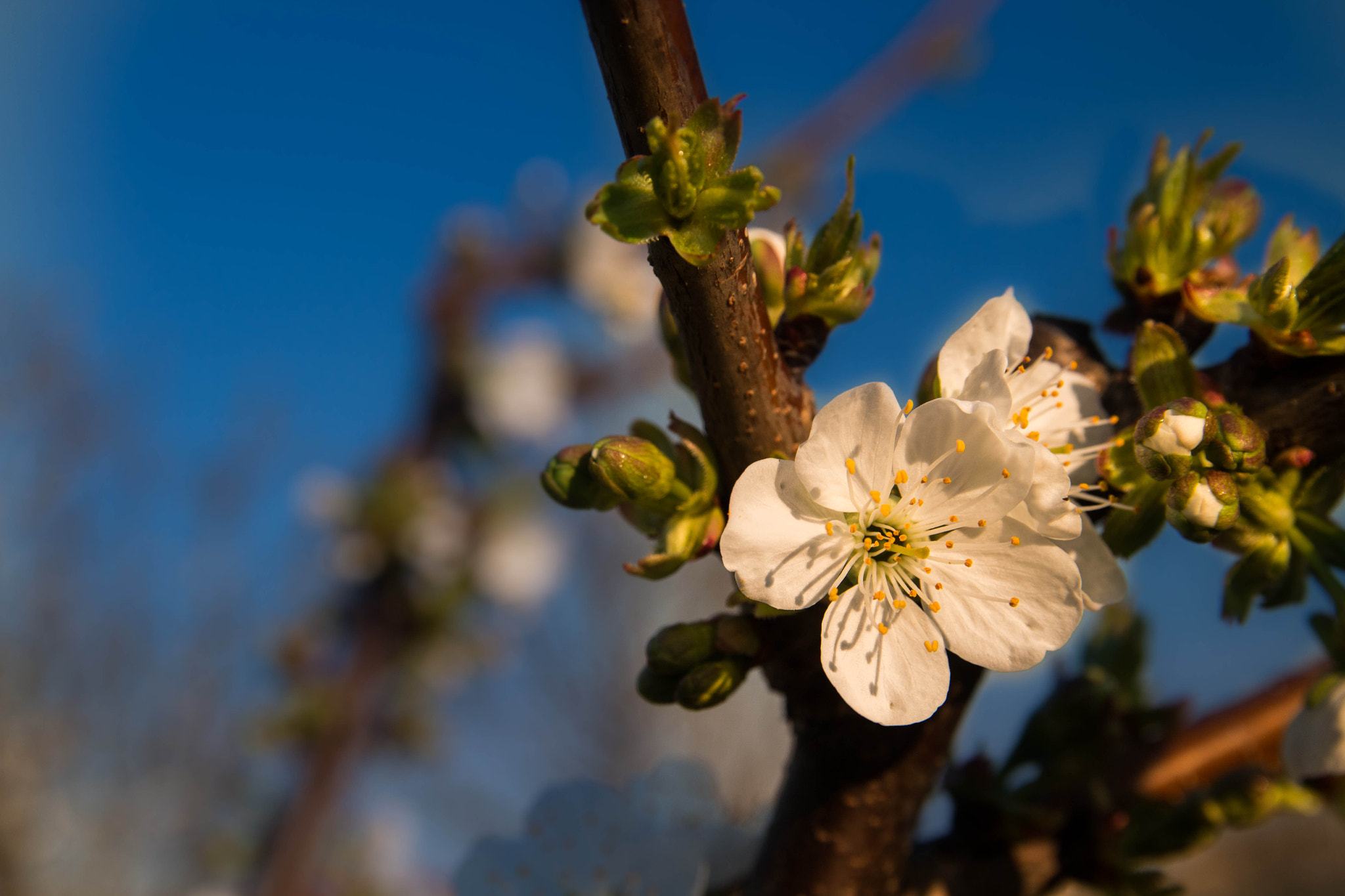 Canon EF-S 17-55mm F2.8 IS USM sample photo. Cherry flower photography