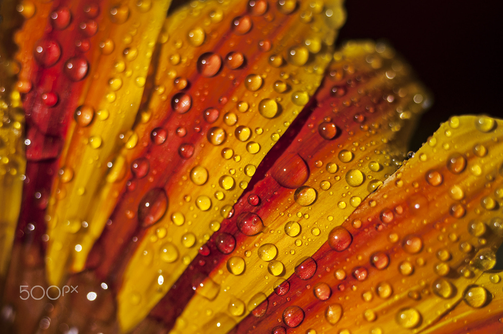 Nikon D90 sample photo. Gazania rigans - dew drops photography