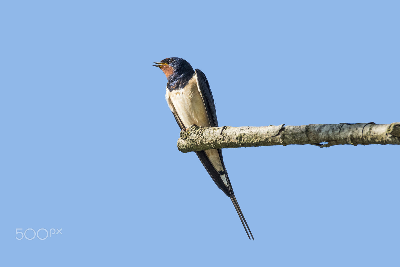 Sigma 150-600mm F5-6.3 DG OS HSM | C sample photo. The boss photography