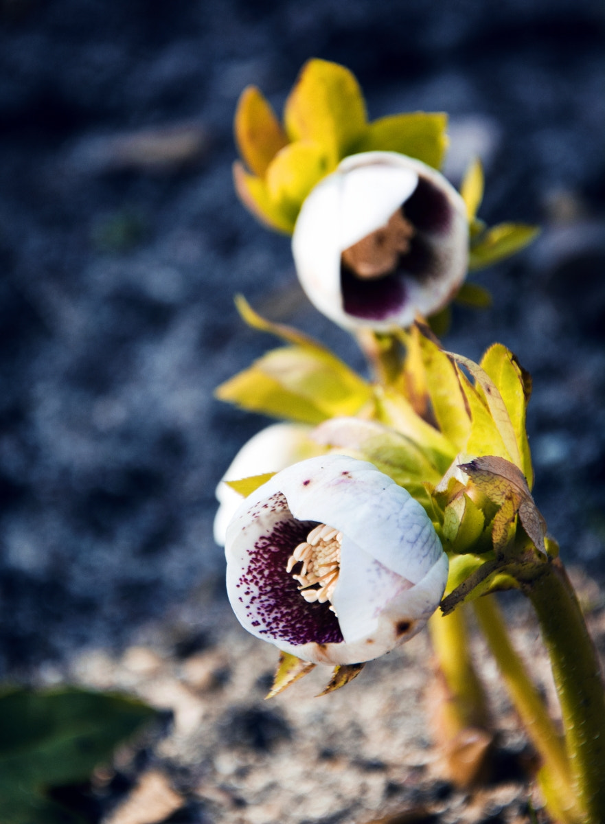 Sigma 18-50mm F2.8 EX DC Macro sample photo. *spring flowers* photography