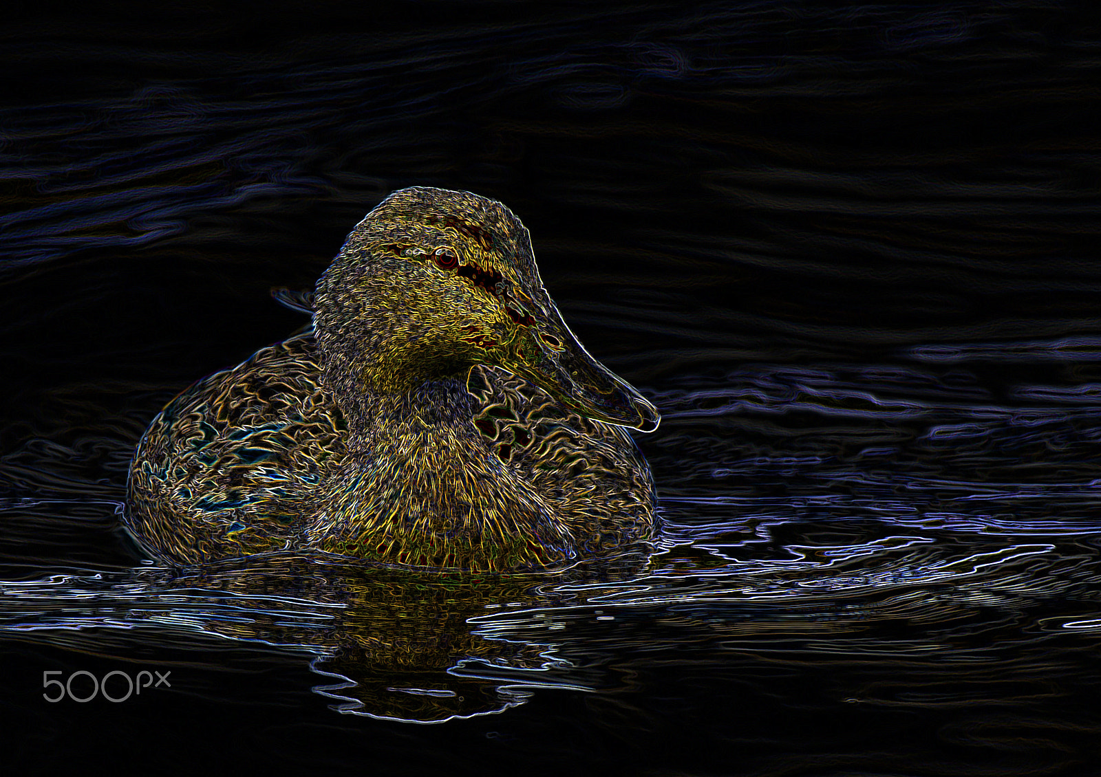 Nikon D610 sample photo. Jazzy-duck photography