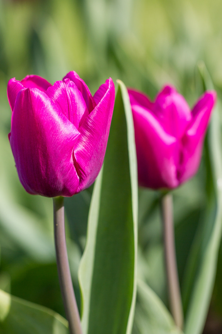 Canon EF 100mm F2.8L Macro IS USM sample photo. Purple tulips photography