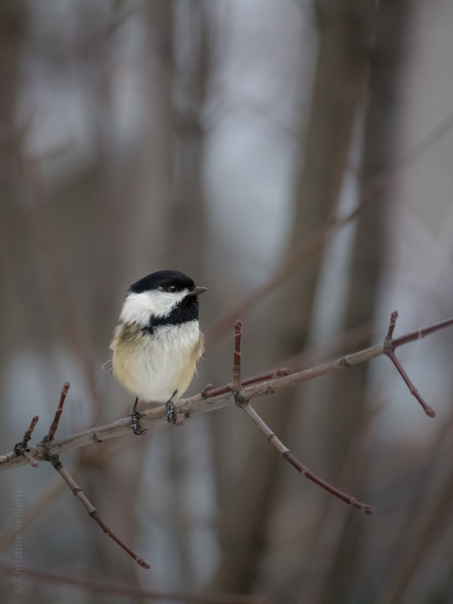 Canon EF-S 55-250mm F4-5.6 IS STM sample photo. Chevron branch photography