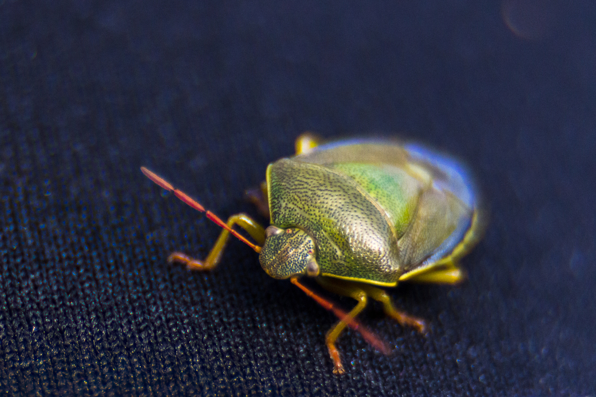 Canon EF 35-80mm f/4-5.6 sample photo. Green shield bug photography