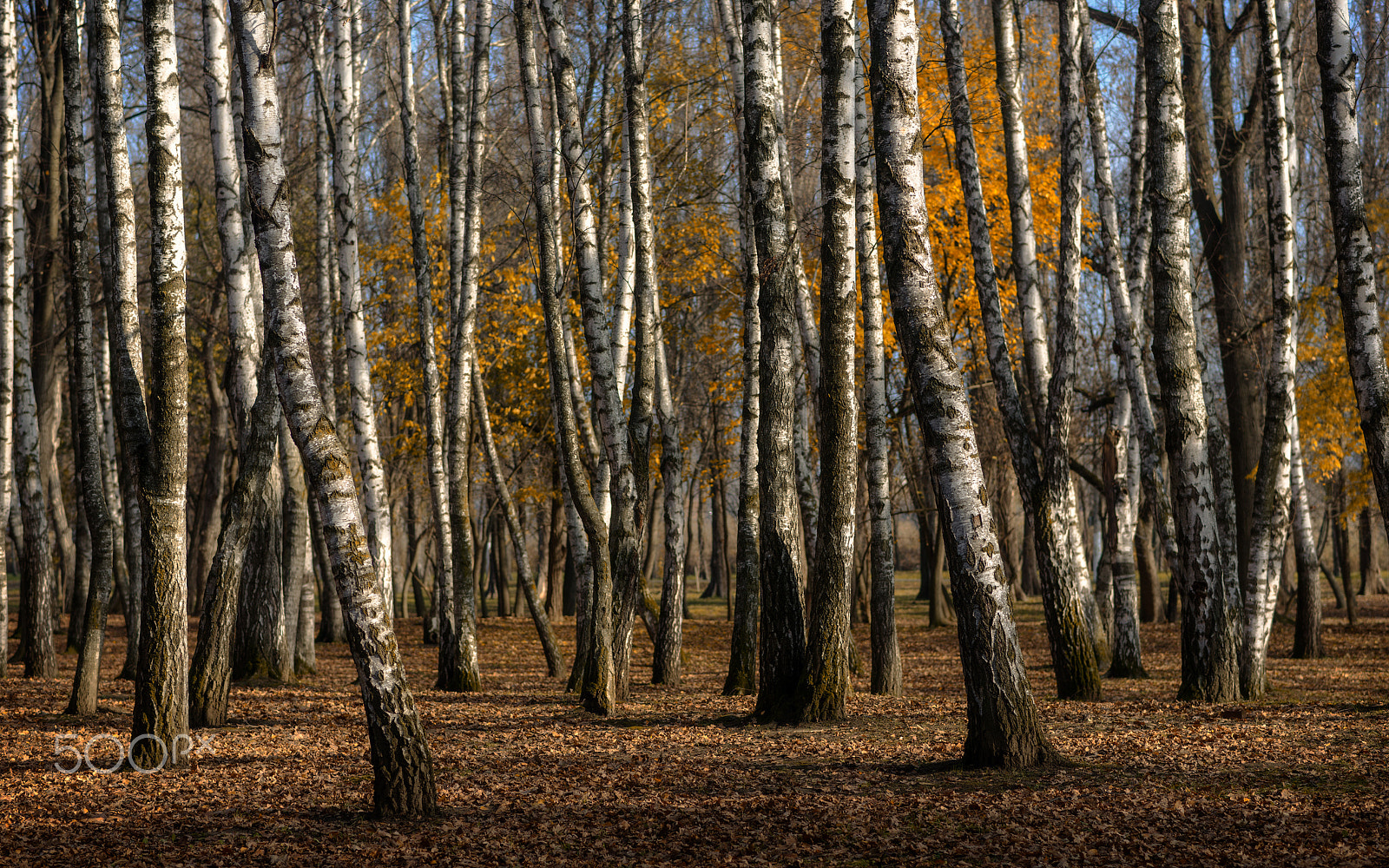 Nikon AF-S Nikkor 85mm F1.8G sample photo. A little about the autumn withering photography