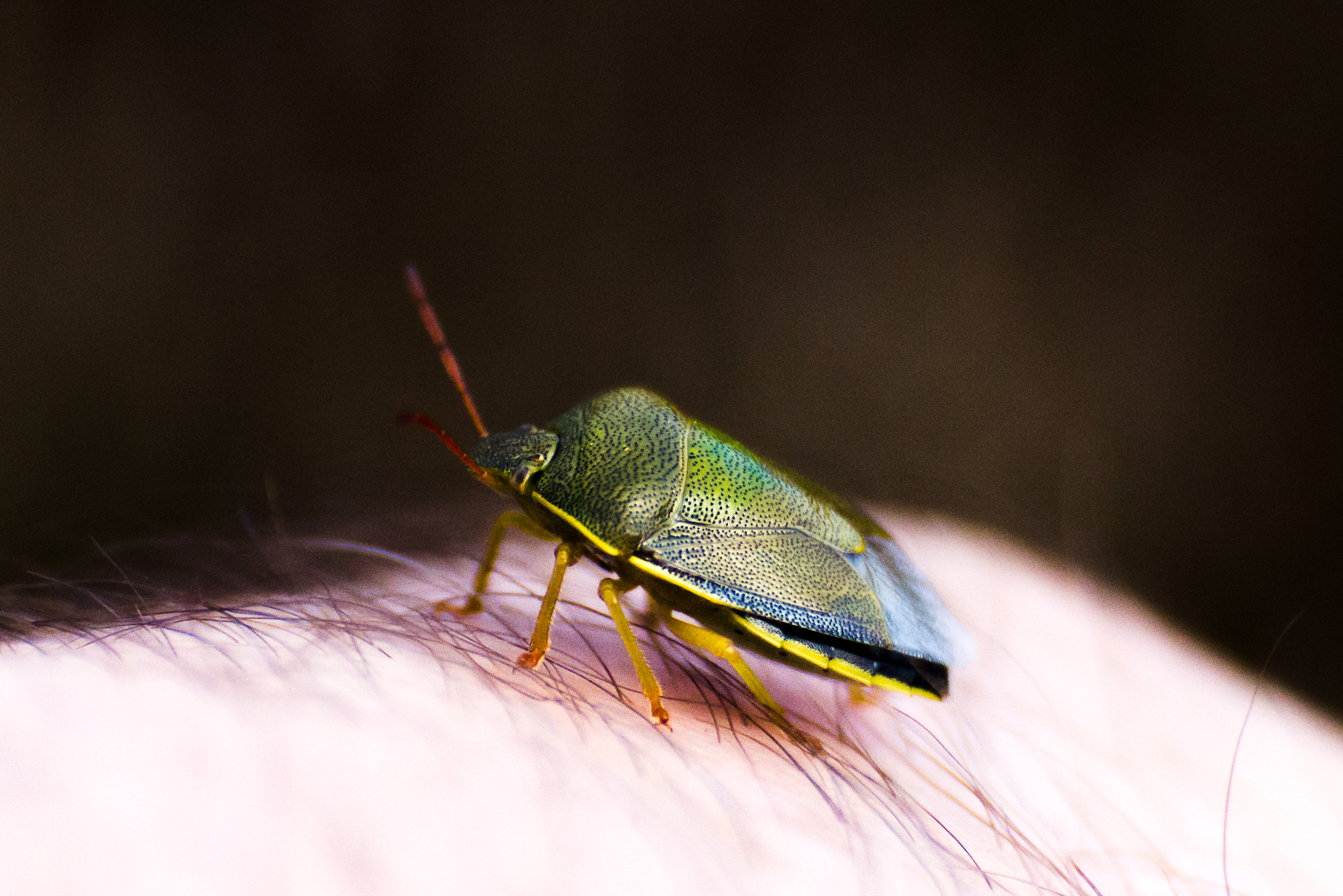 Canon EF 35-80mm f/4-5.6 sample photo. Green shield bug photography