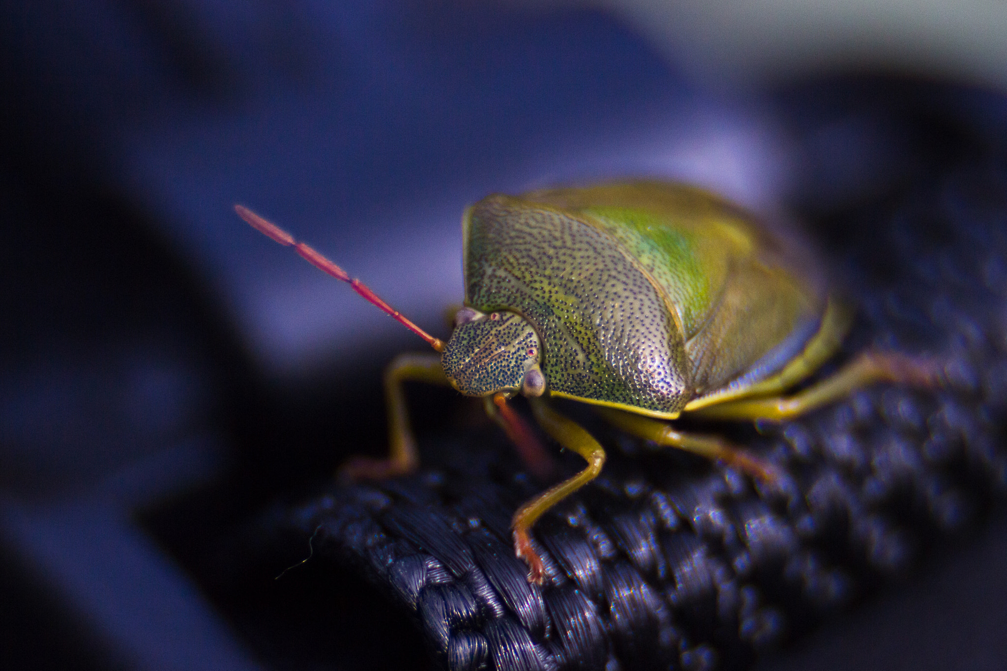 Canon EF 35-80mm f/4-5.6 sample photo. Green shield bug photography