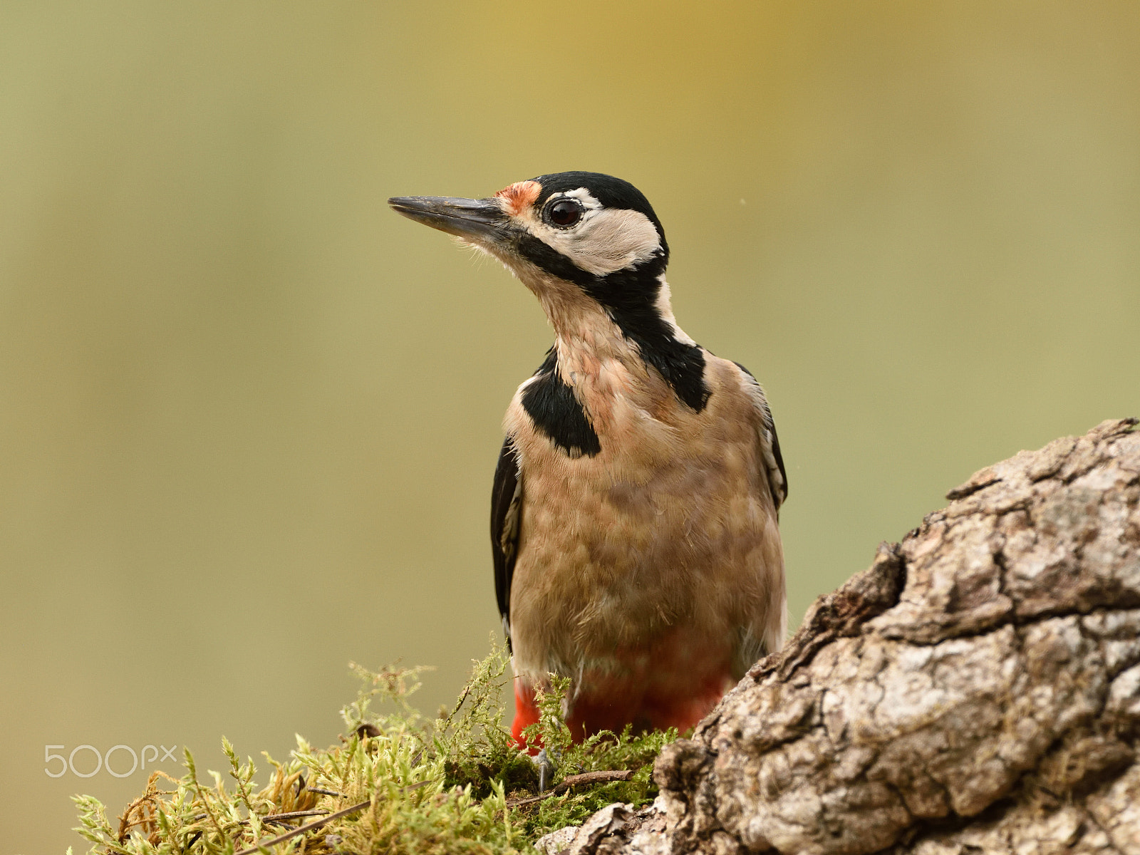 Nikon D810 + Nikon AF-S Nikkor 200-400mm F4G ED-IF VR sample photo. Dendrocopos major photography