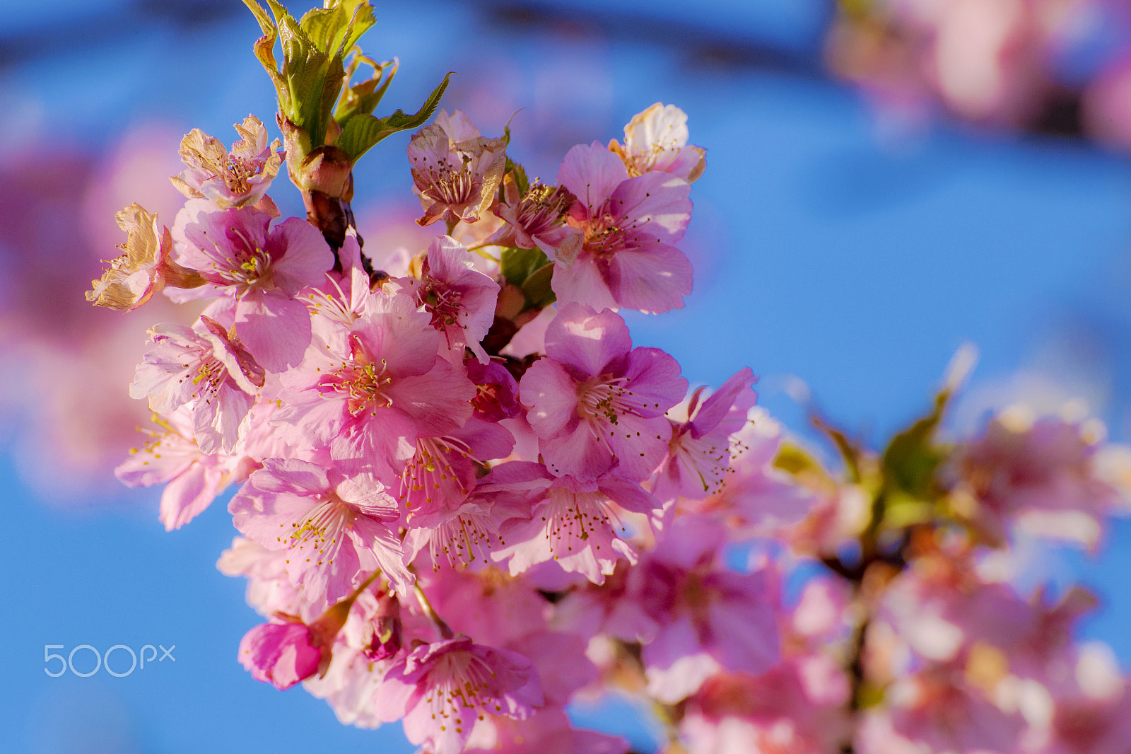 Canon EOS 6D + Tamron SP 70-300mm F4-5.6 Di VC USD sample photo. Cherry tree blossoms photography