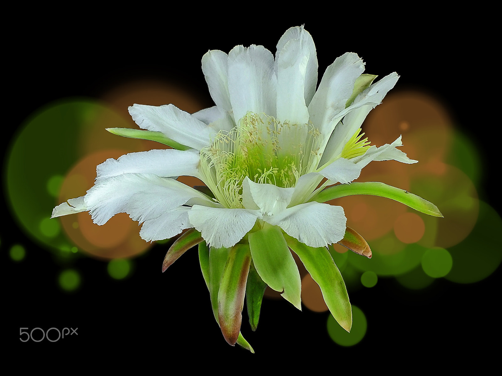 Fujifilm FinePix HS25EXR sample photo. Cacto cereus (cereus hexagonus) photography