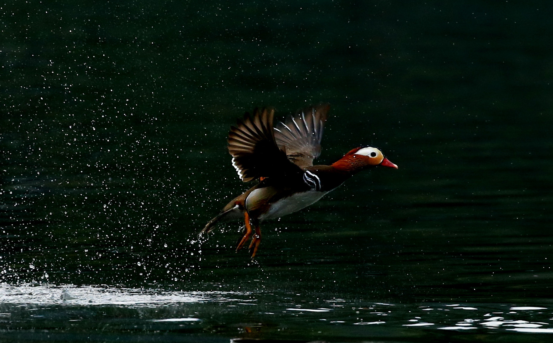 Canon EOS-1D X sample photo. Flying  photography