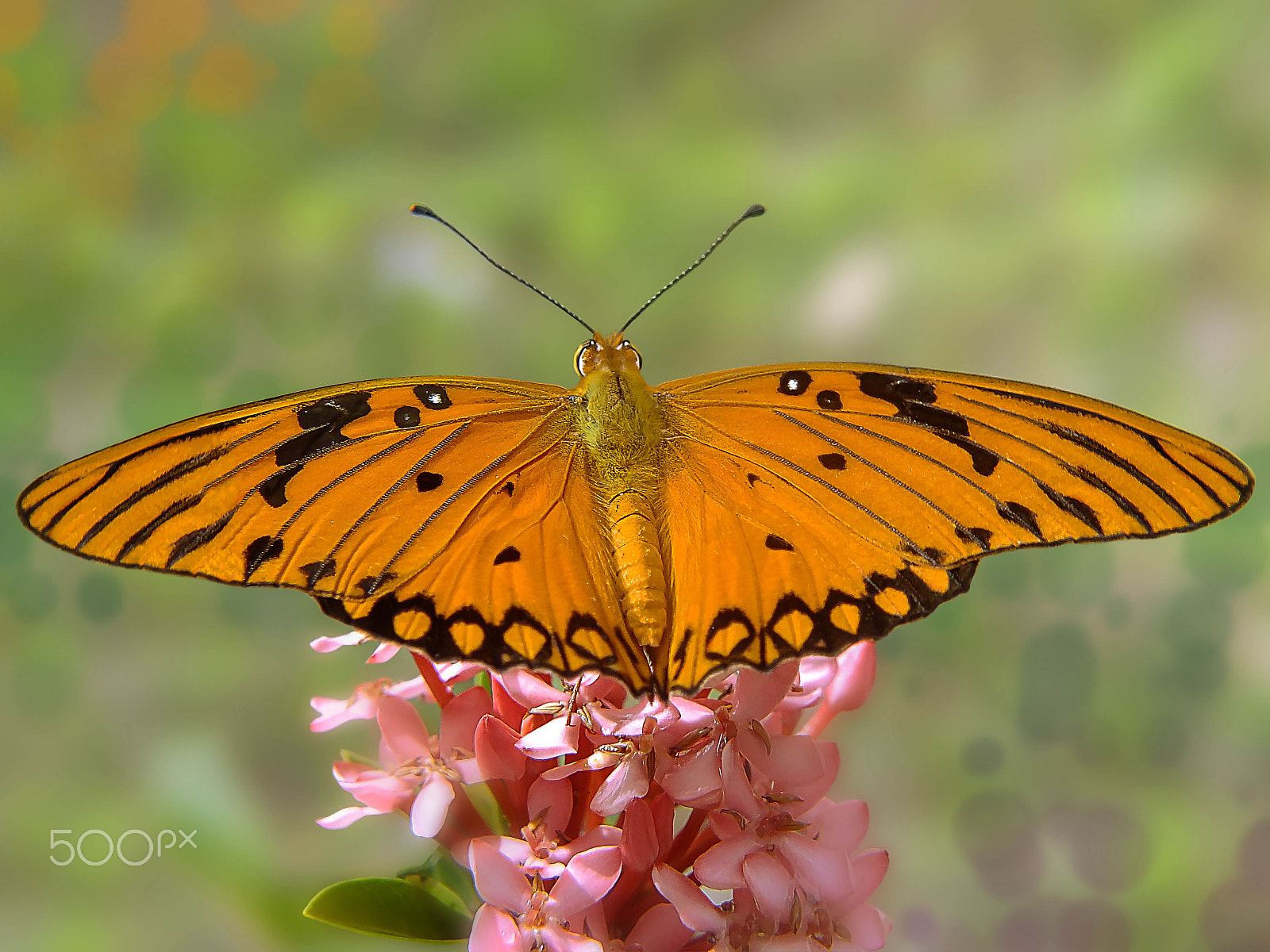 Fujifilm FinePix HS25EXR sample photo. Butterfly photography