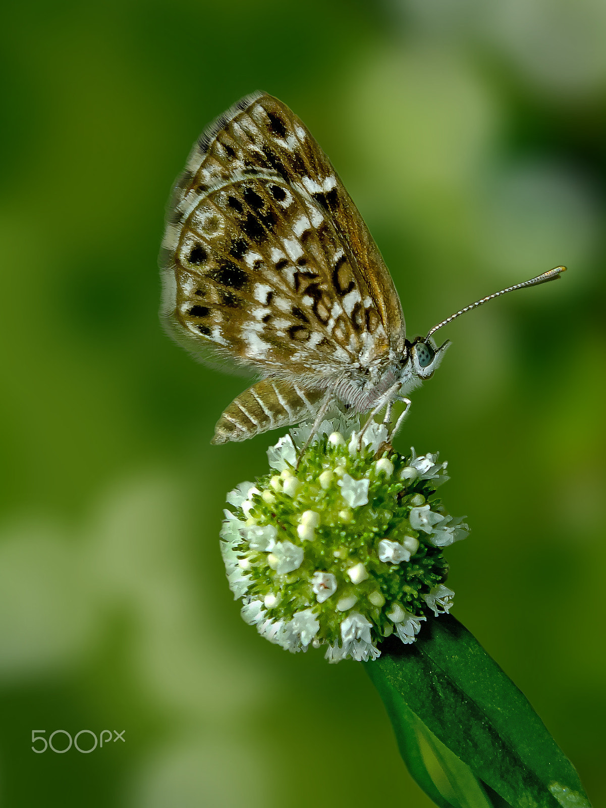 Fujifilm FinePix HS25EXR sample photo. Butterfly photography