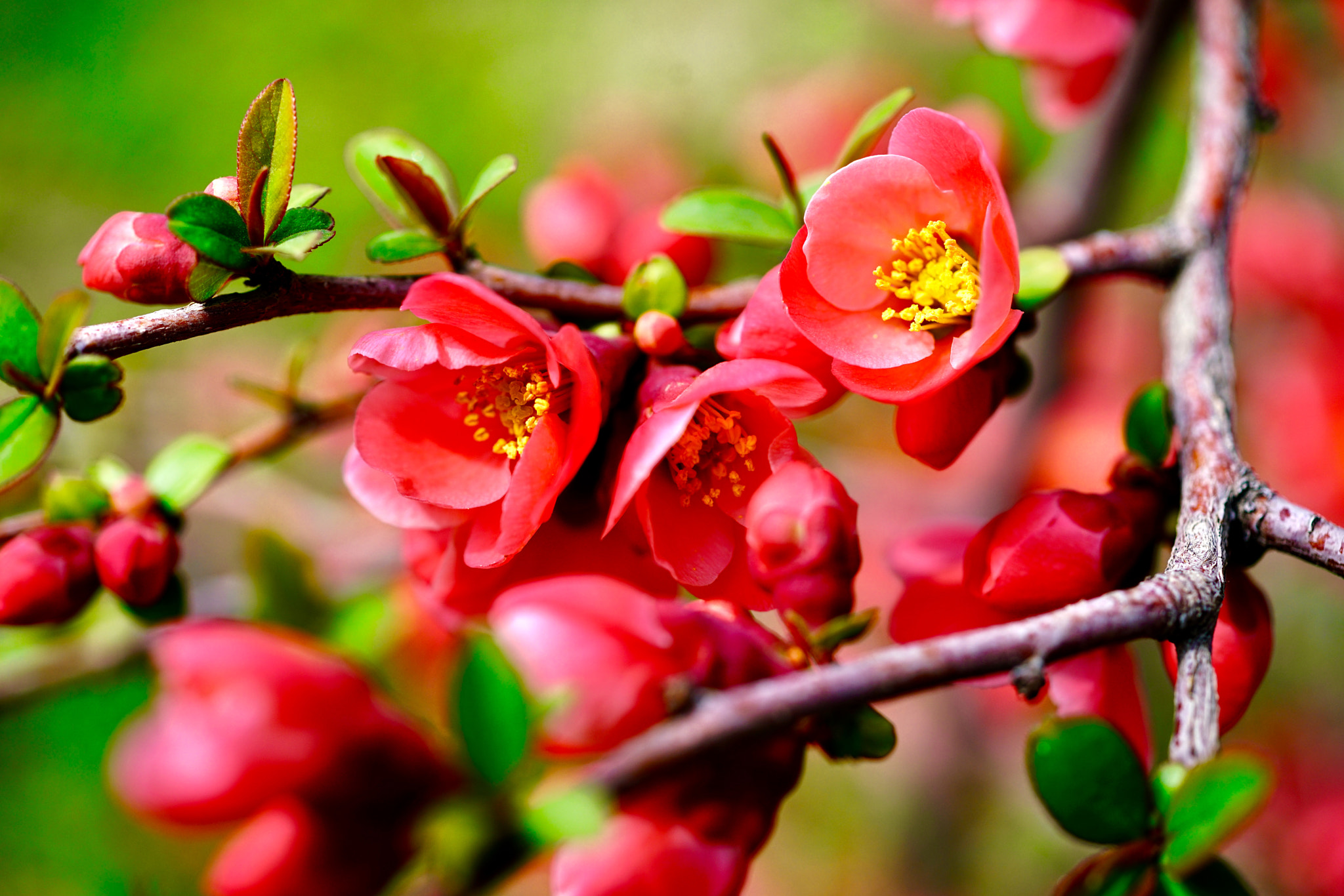 Sony 50mm F2.8 Macro sample photo. Blossom photography