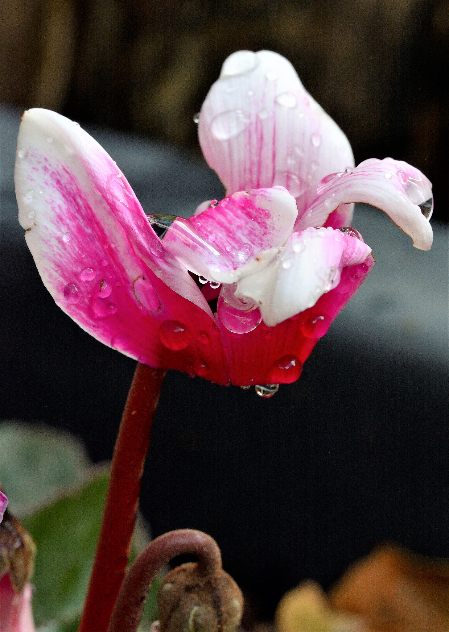 Sigma 105mm F2.8 EX DG OS HSM sample photo. Purple rain photography