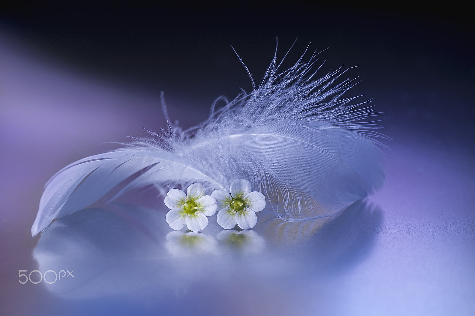 Nikon D700 sample photo. Memories of blue photography