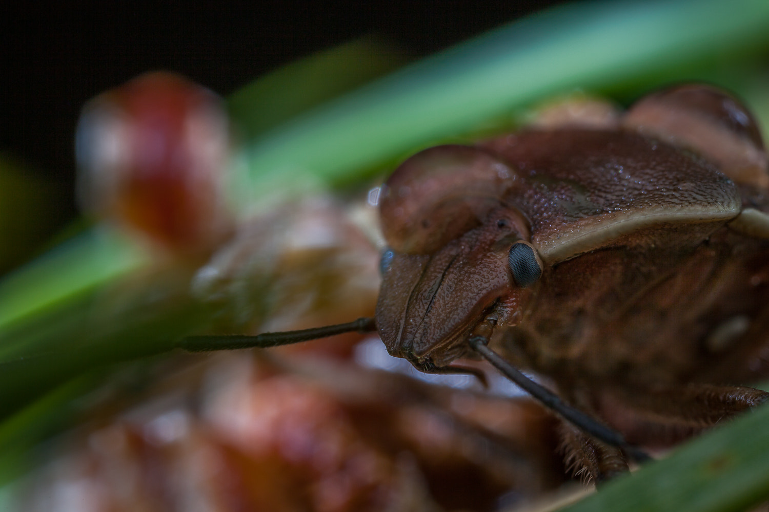 Canon EOS 5D Mark II sample photo. Stinkbug in pinetree photography