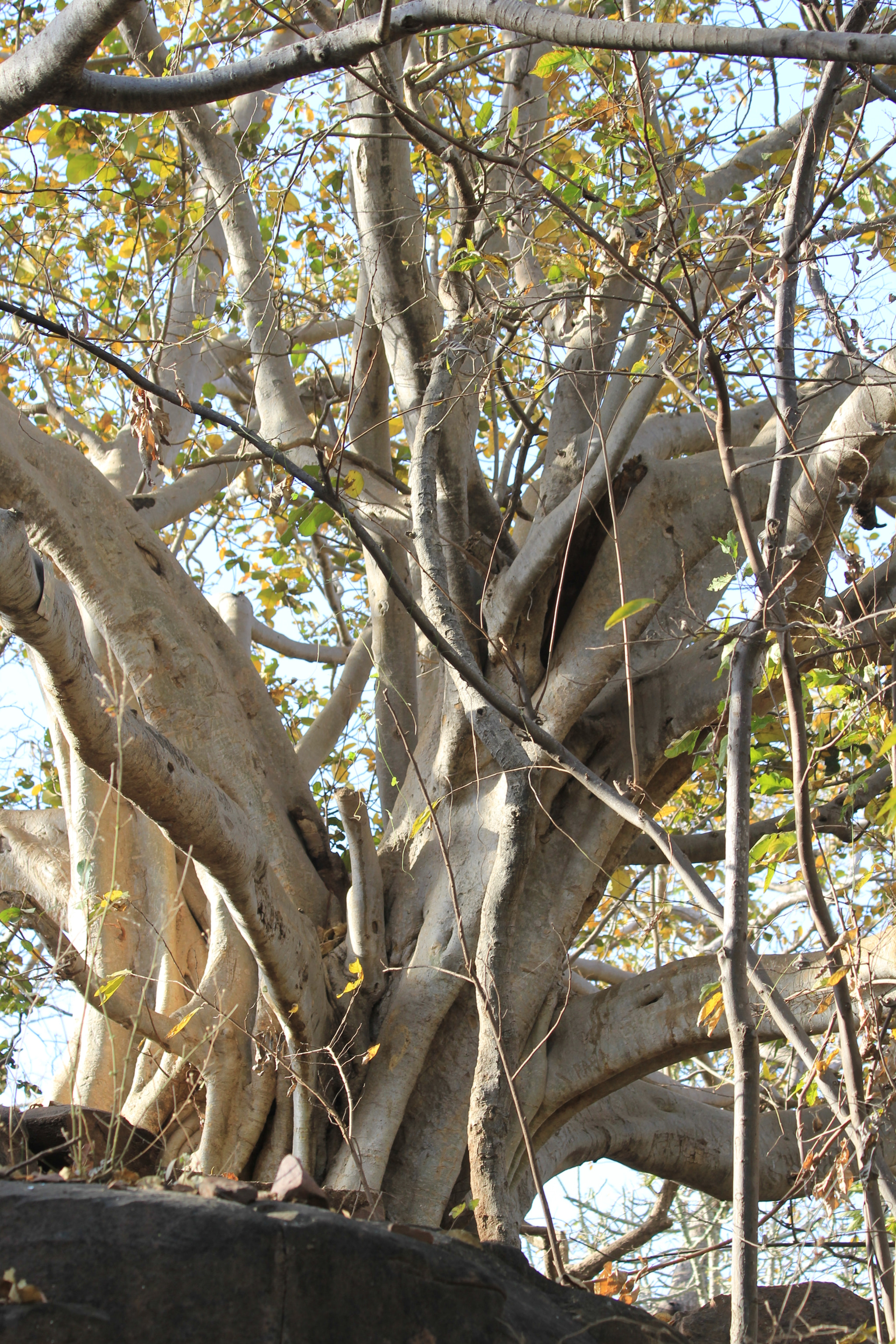 Canon EF 70-300mm F4-5.6 IS USM sample photo