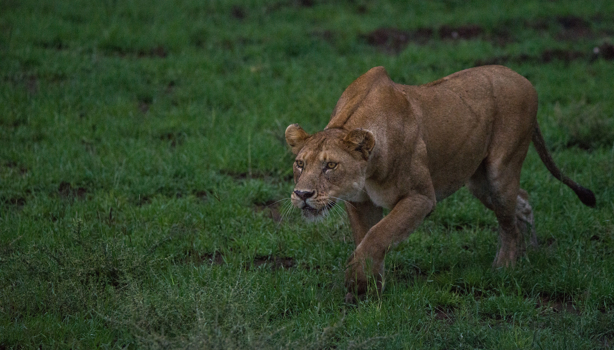 Nikon D600 sample photo. Hunting high and low photography