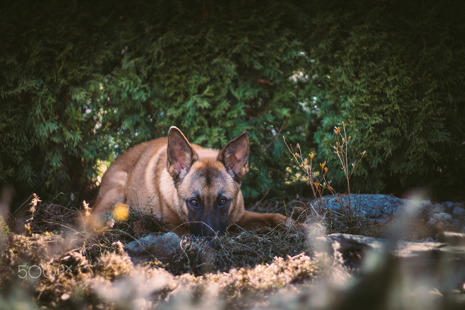 Canon EOS 1100D (EOS Rebel T3 / EOS Kiss X50) + Canon EF 50mm F1.8 II sample photo. Resting malionis puppy photography