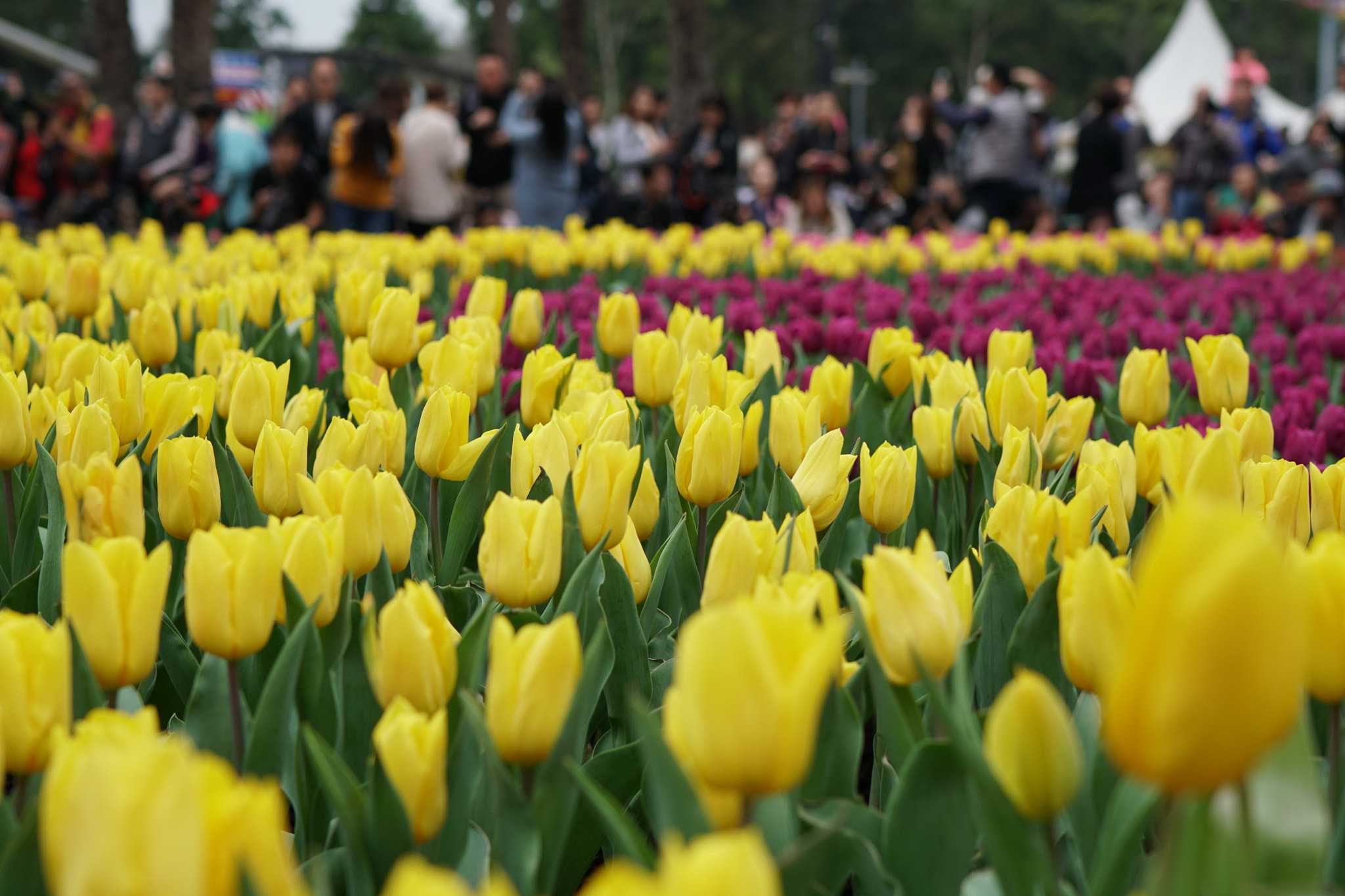 Sony Distagon T* FE 35mm F1.4 ZA sample photo. Many beautiful flowers and lots of people photography