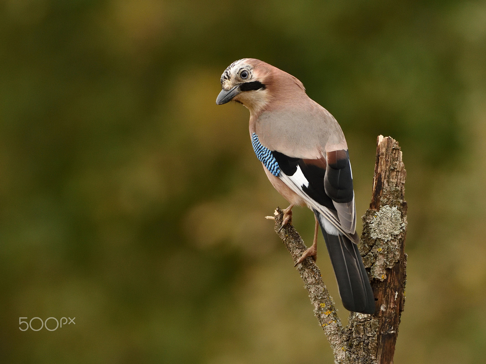 Nikon AF-S Nikkor 200-400mm F4G ED-IF VR sample photo. Jay photography