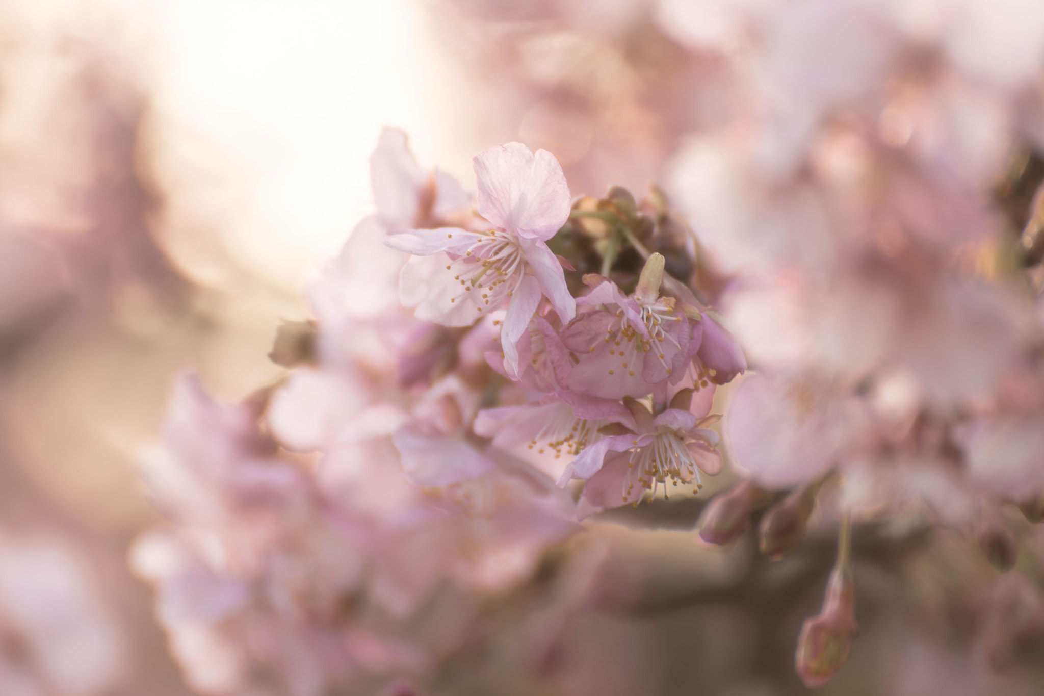 Canon EOS 6D sample photo. Cherry-blossom color photography
