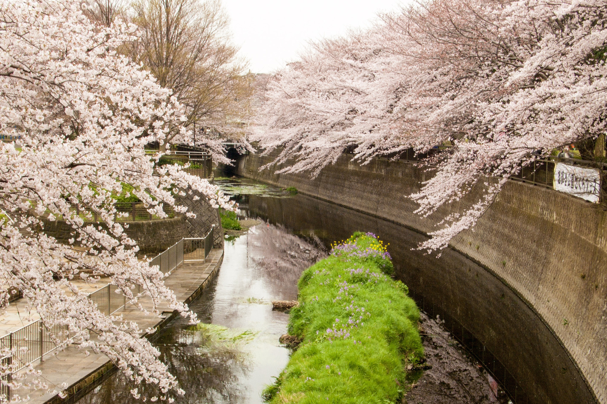 Panasonic DMC-LX1 sample photo. Cherry blossoms photography