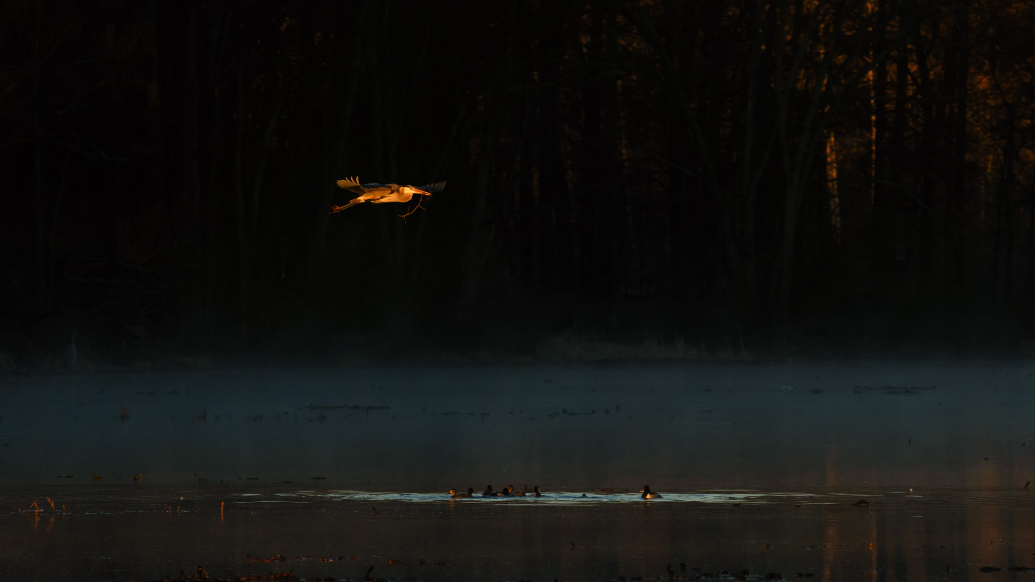 Sigma 150-600mm F5-6.3 DG OS HSM | C sample photo. In the morning mist photography