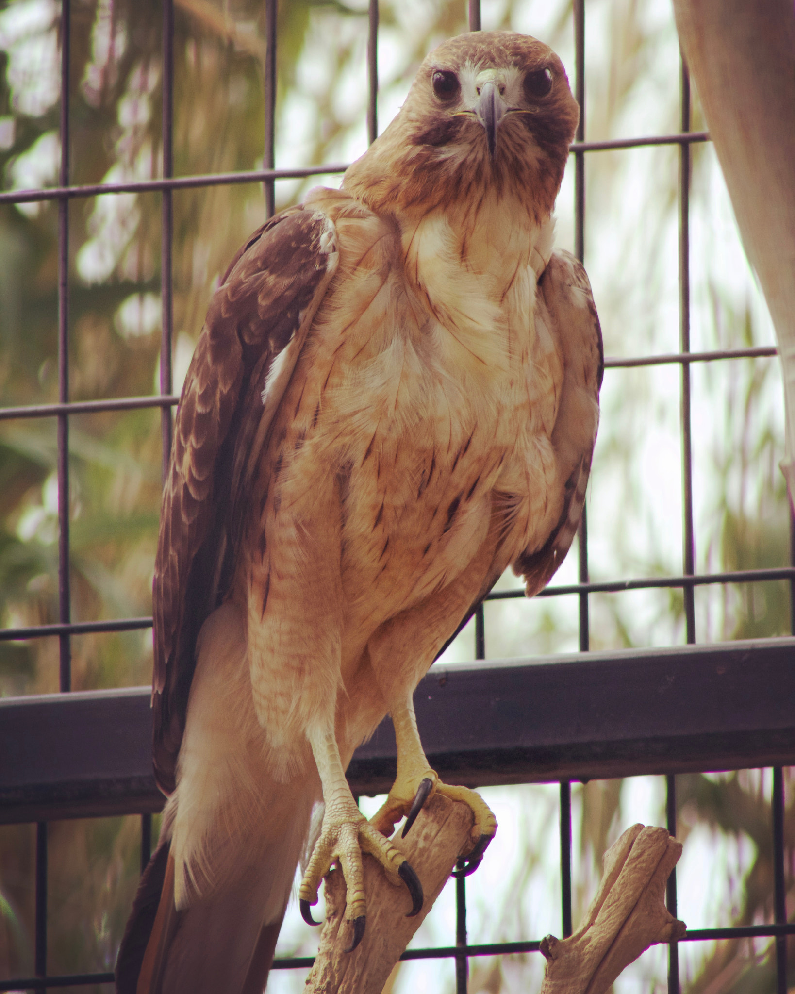 Canon EOS 1200D (EOS Rebel T5 / EOS Kiss X70 / EOS Hi) + EF75-300mm f/4-5.6 sample photo. Red tailed hawk photography