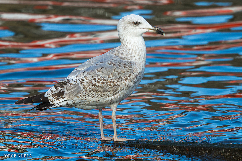 Canon EOS 7D sample photo. Gaviota argéntea (larus argentatus). photography