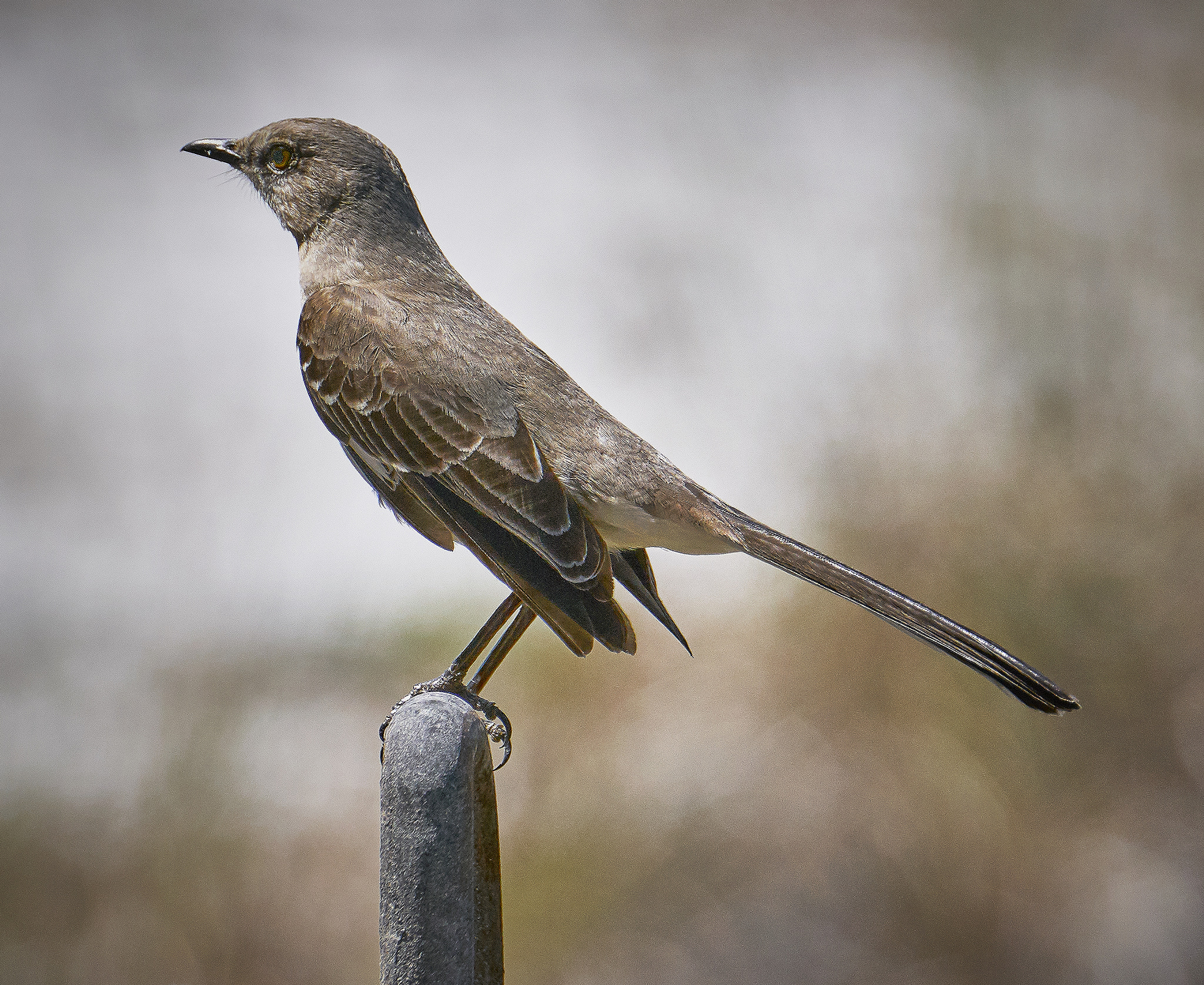 Sony a6300 sample photo. Mockingbird photography