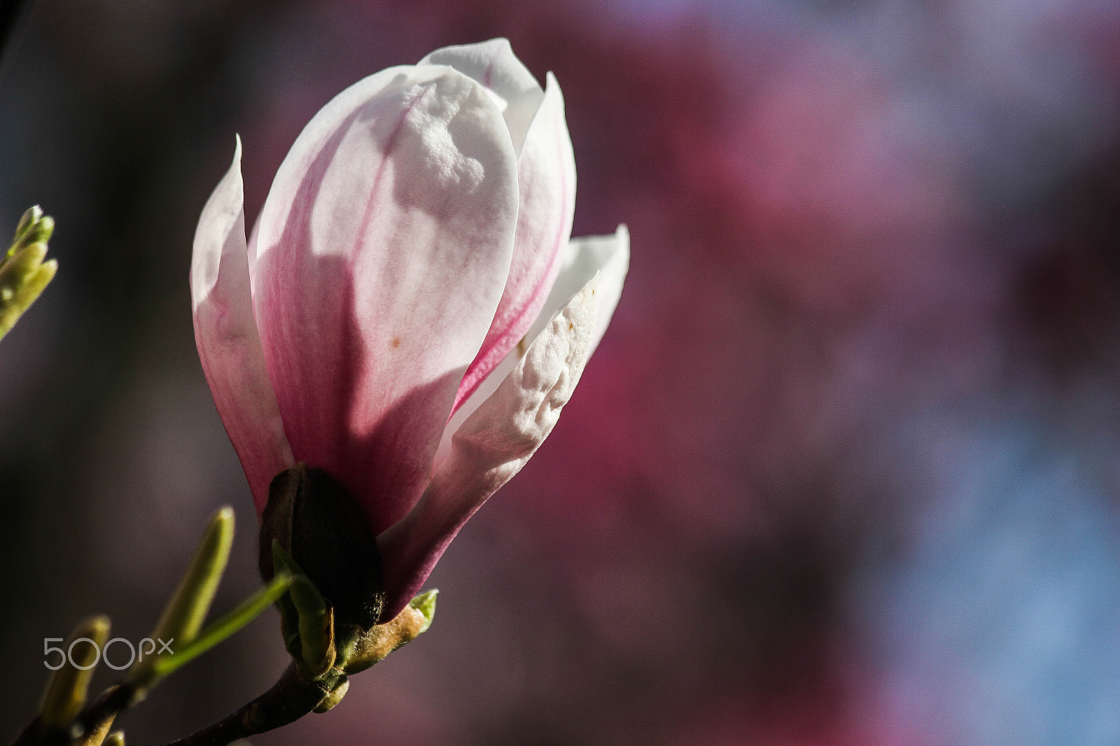 Canon EF 70-300mm F4-5.6 IS USM sample photo. Magnolia photography